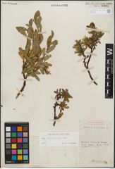 Foto von Salix kitaibeliana Willd.